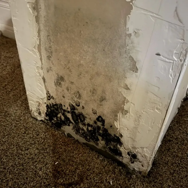 Professional Mold Removal in Sherman, CT